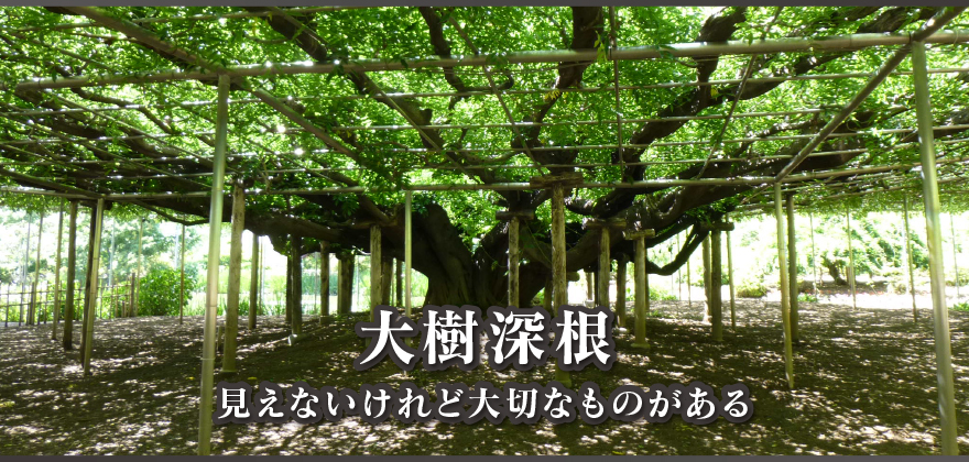 大樹深根
見えないけれど大切なものがある